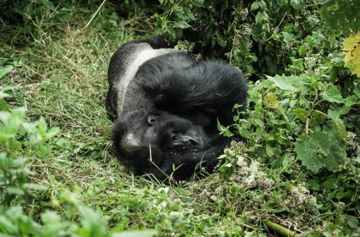 Naissance rare de jumeaux gorilles de montagne dans le parc national des Virunga
