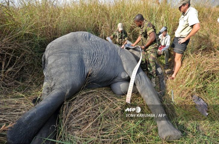 Nord-Ubangi : les chasseurs mis à contribution dans la lutte pour la protection d’animaux menacés d’extinction