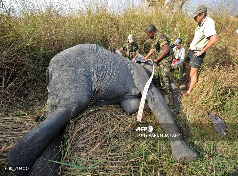 Nord-Ubangi : les chasseurs mis à contribution dans la lutte pour la protection d’animaux menacés d’extinction