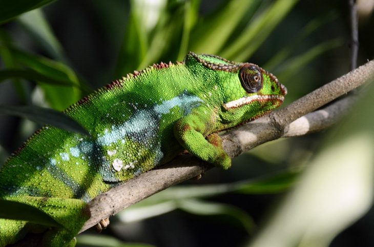 La marche du caméléon, un modèle pour le comportement de l’homme