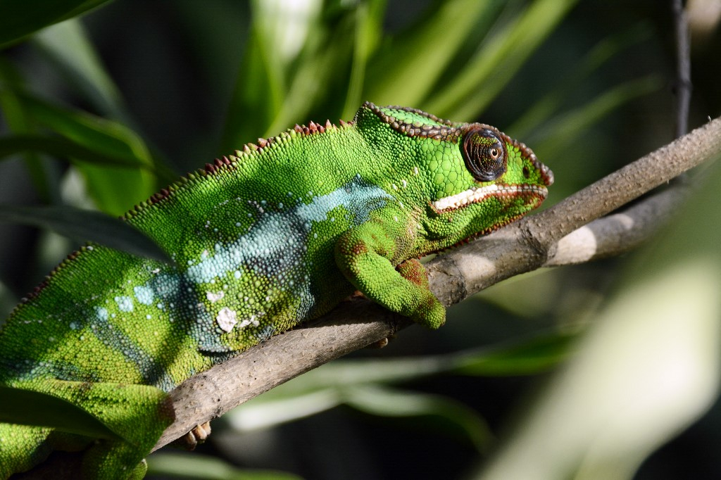 La marche du caméléon, un modèle pour le comportement de l’homme