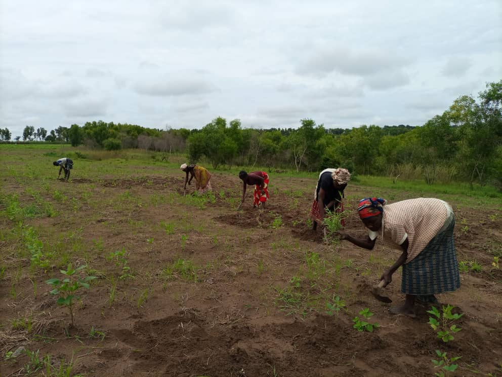 Kananga : un champ communautaire pour l’autonomie de plus de 450 femmes retournées d’Angola