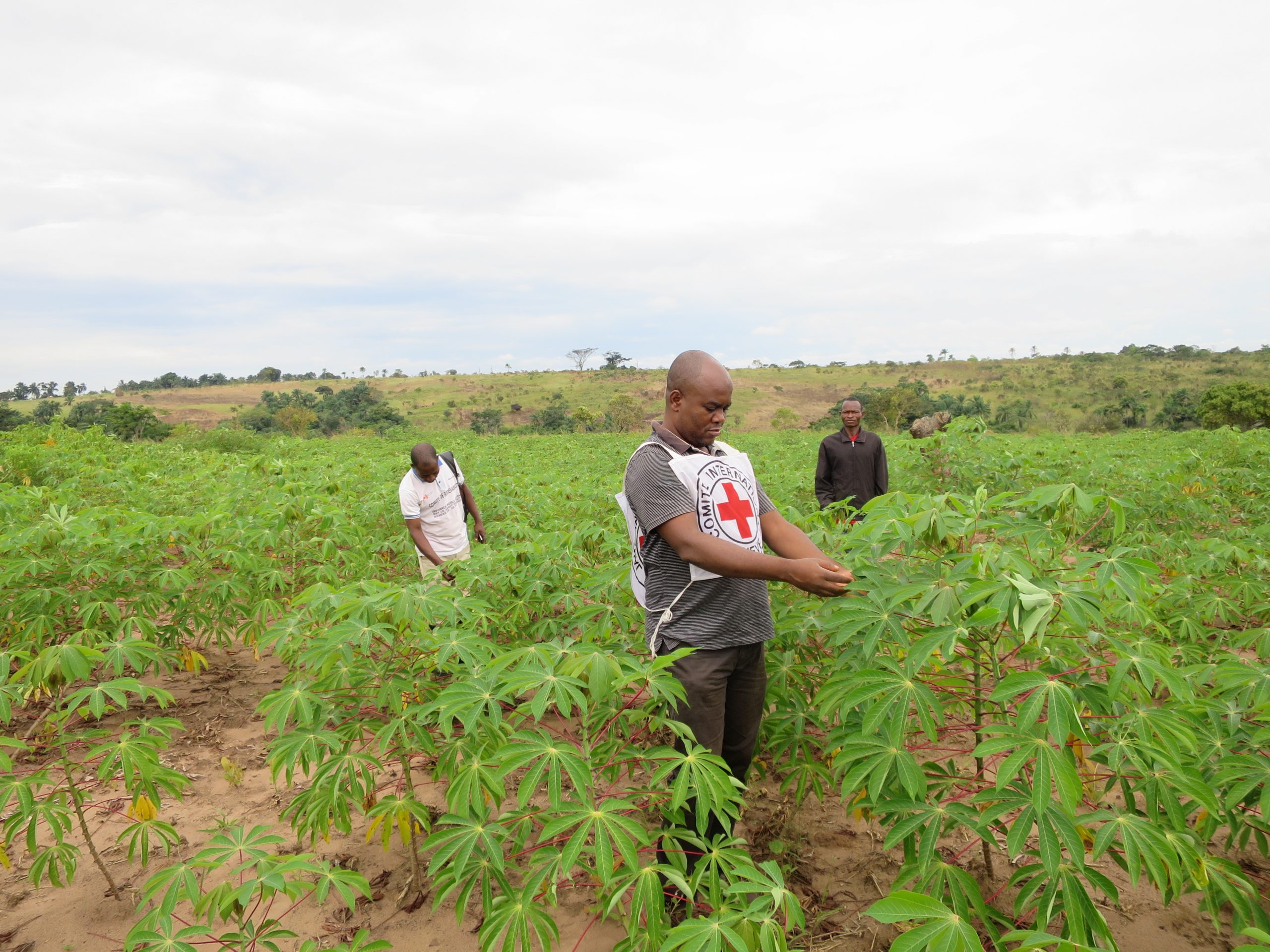 Le CICR  appuie la production agricole à Tshikula