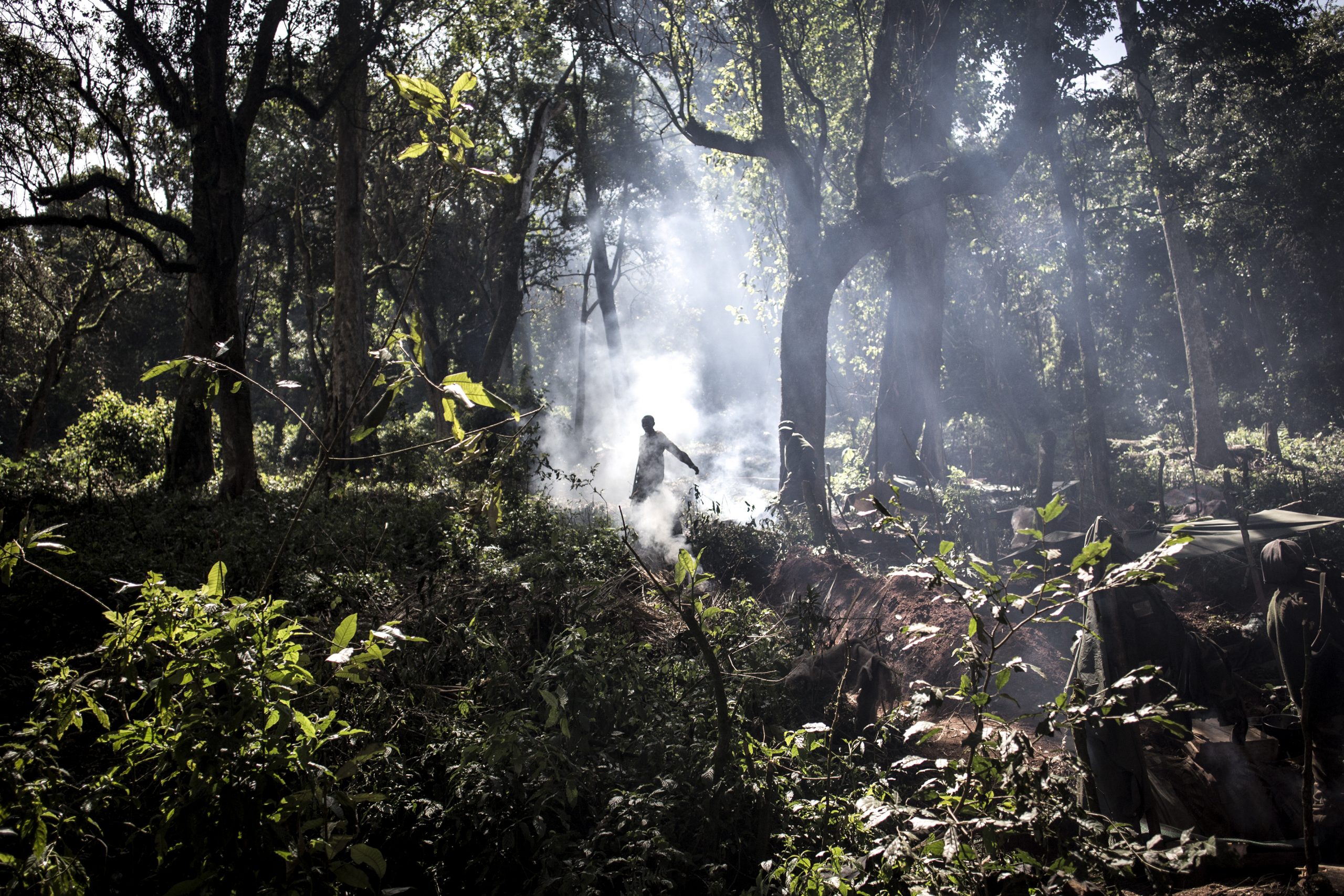 RDC : Lutte contre l’exploitation illicite de la forêt.