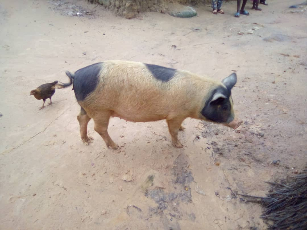 Tshikapa : la divagation des bêtes cause des dégâts