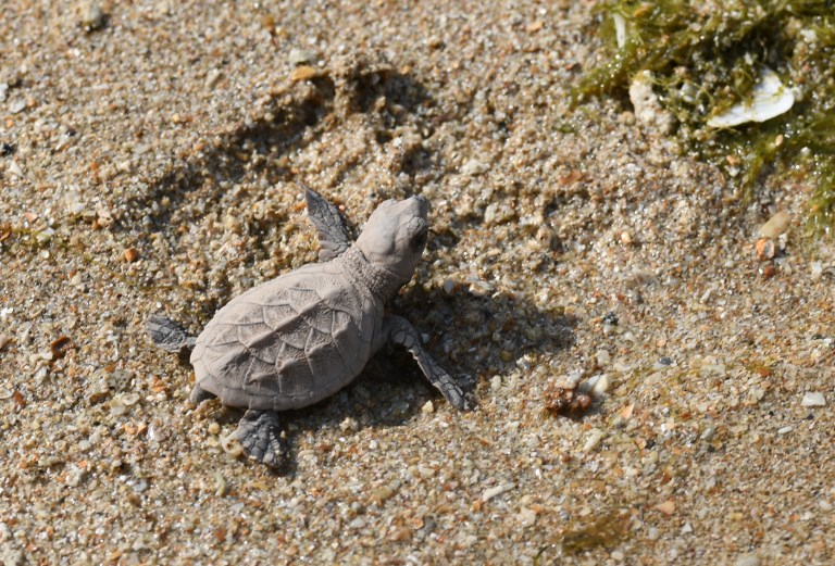 Moanda : les populations impliquées dans la protection de la biodiversité marine