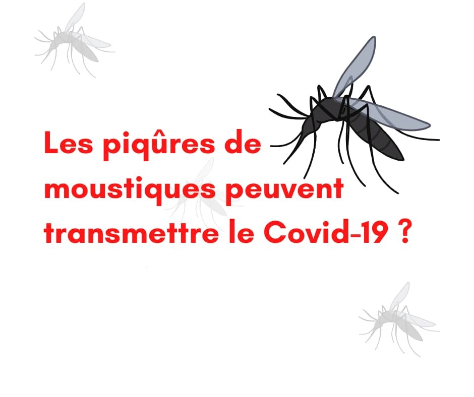 Les piqûres de moustiques peuvent transmettre le Covid-19 ?