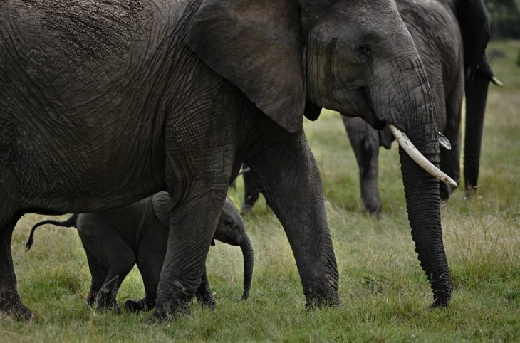 L’éléphant, image d’une responsabilité assumée