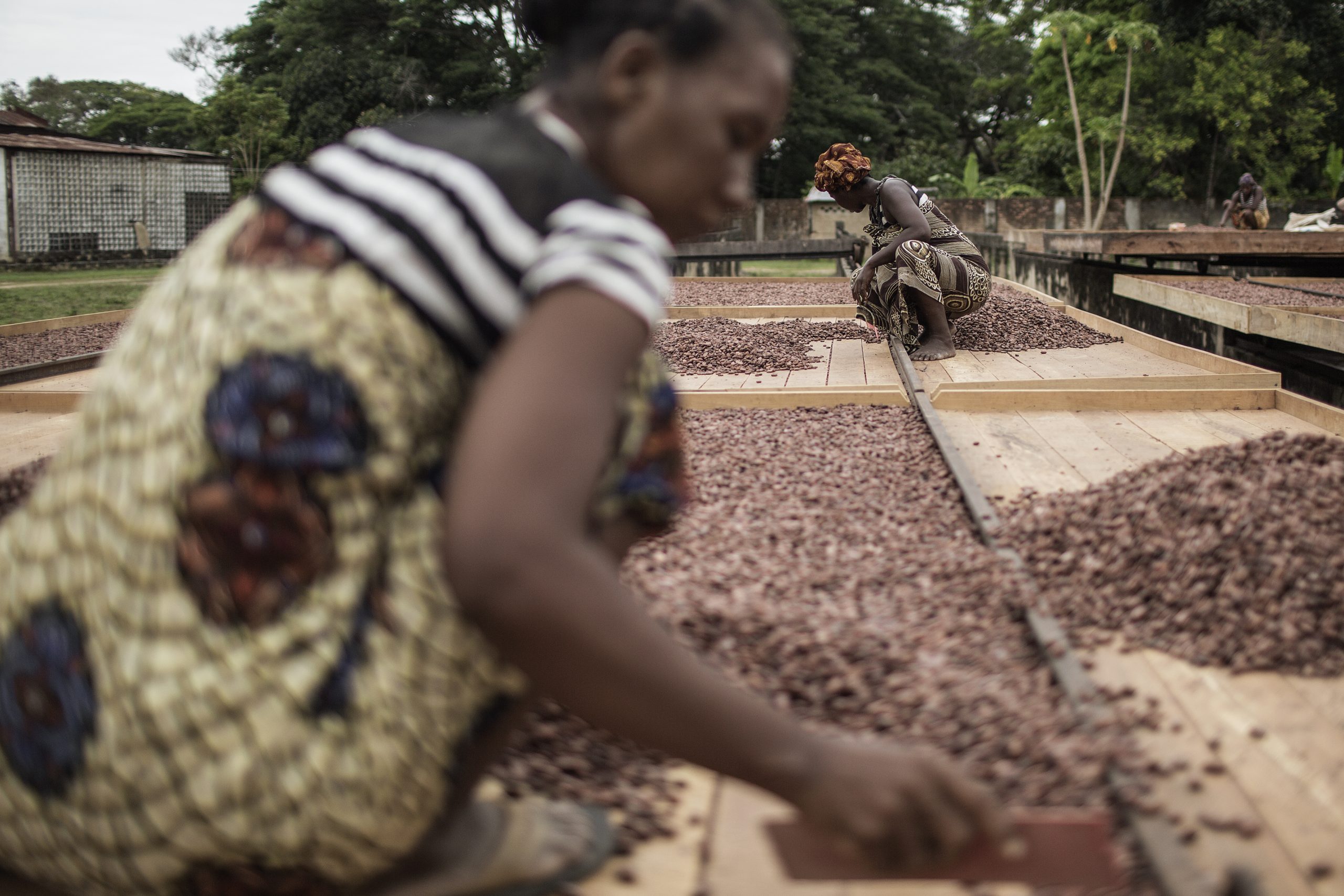 RDC-Minova : des cultivatrices du café et cacao formées sur de nouvelles méthodes de gestion