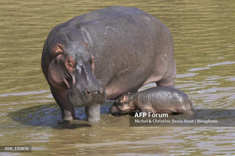 Sud Kivu : les hippopotames menacés au lac Tanganyka à Fizi
