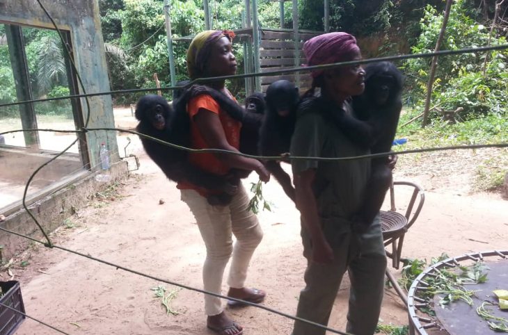 Environnement : Lola ya bonobo, un site pour la protection des singes à Kinshasa