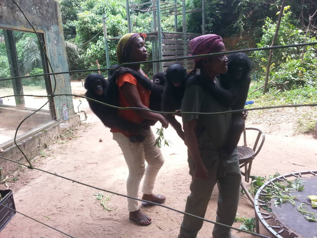 Environnement : Lola ya bonobo, un site pour la protection des singes à Kinshasa