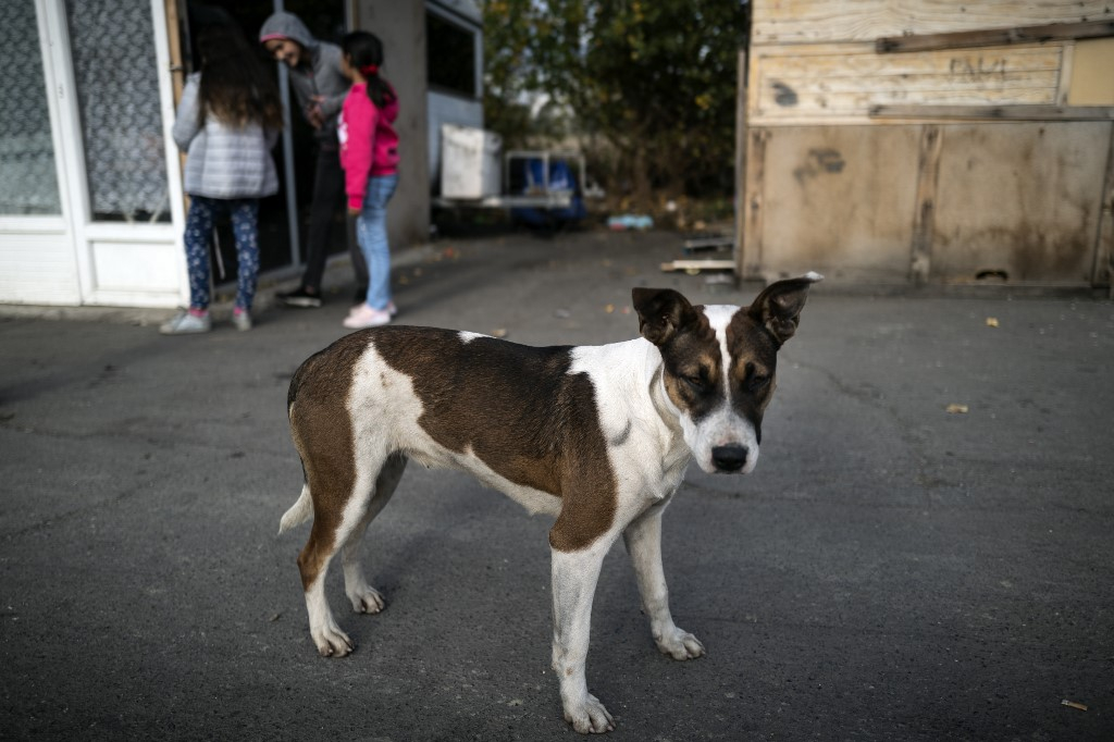 Que nous enseigne l’allure de marche du chien