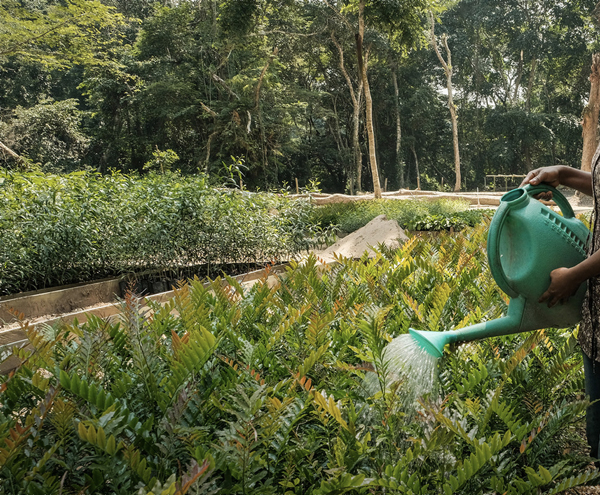 Moanda : des forets « artificielles » pour compenser les émissions de gaz à effet de serre