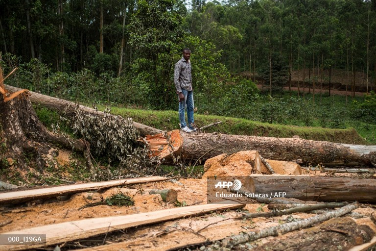 Kwango : Des chefs coutumiers sensibilisent les communautés contre l’abattage abusif d’arbres