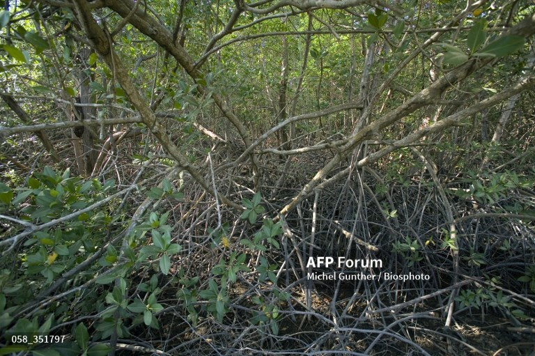 Kongo-central : l’ICCN implique la population dans la protection du parc Marin des Mangroves